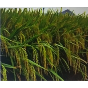 Paddy Seeds